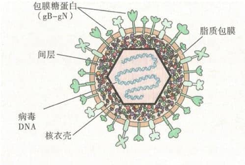 单纯疱疹病毒(hsv)1型2型
